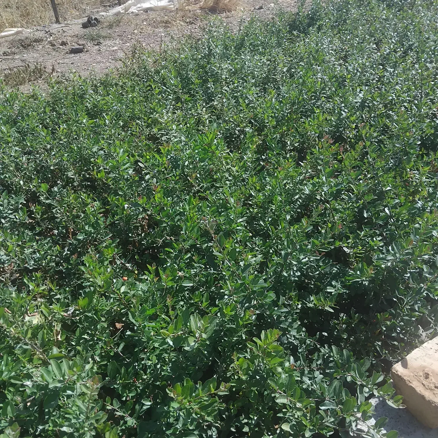 انواع گل  رز زرشک پیری کانتا|گل و گیاه طبیعی|الیگودرز, |دیوار