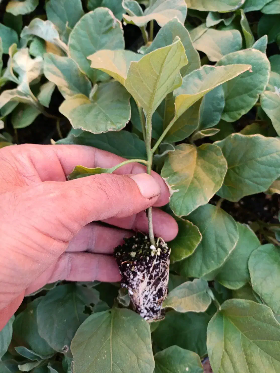 فروش نهال انواع صیفی جان گوجه بادمجان فلفل  خیار|خدمات باغبانی و درختکاری|فارغان, |دیوار