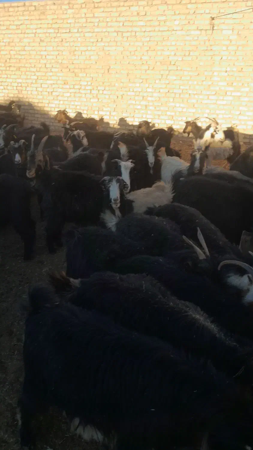 گله بز داشتی جوان چپش|حیوانات مزرعه|مبارکه, |دیوار