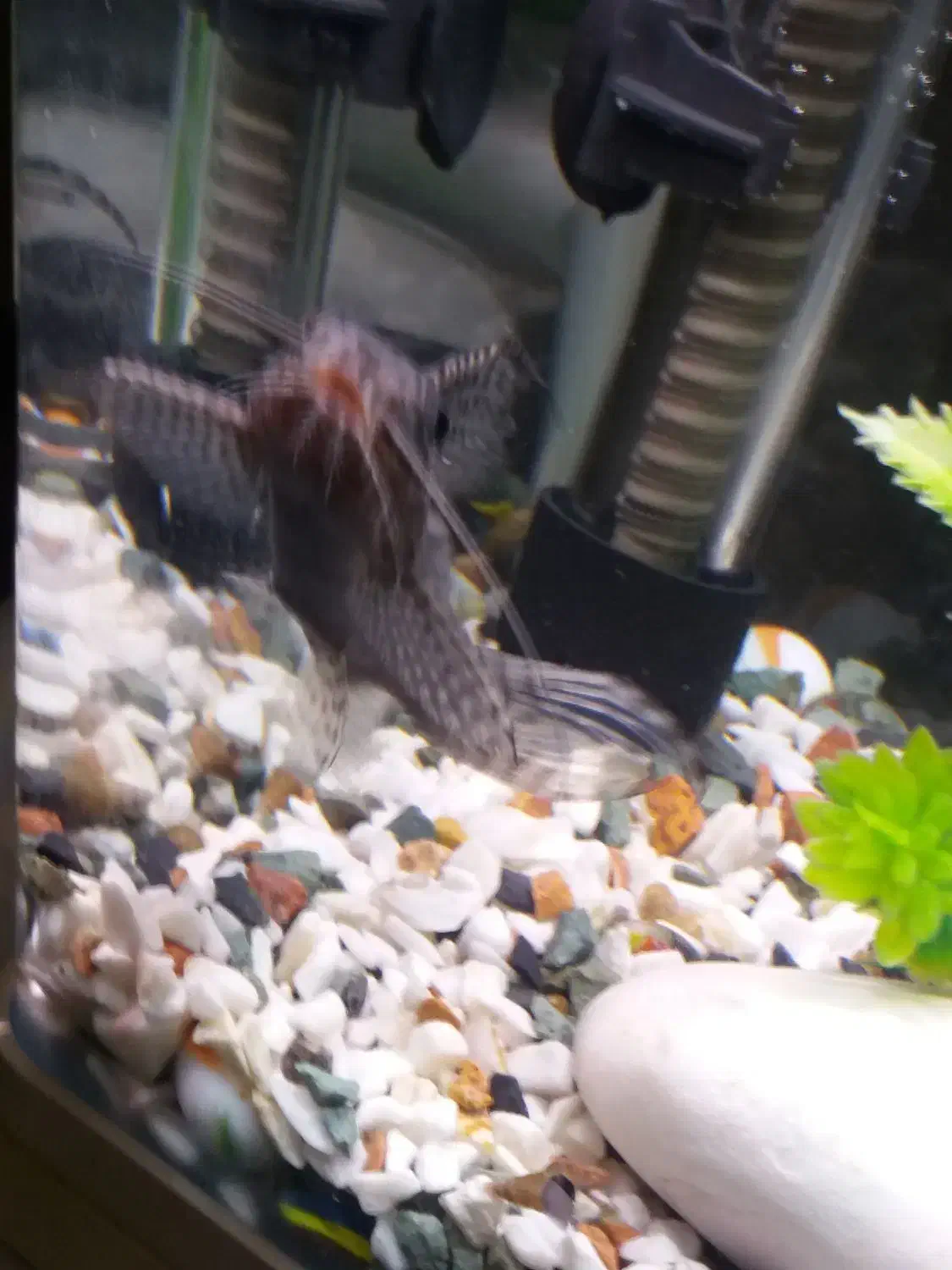 اکواریوم|ماهی|تهران, اوقاف|دیوار