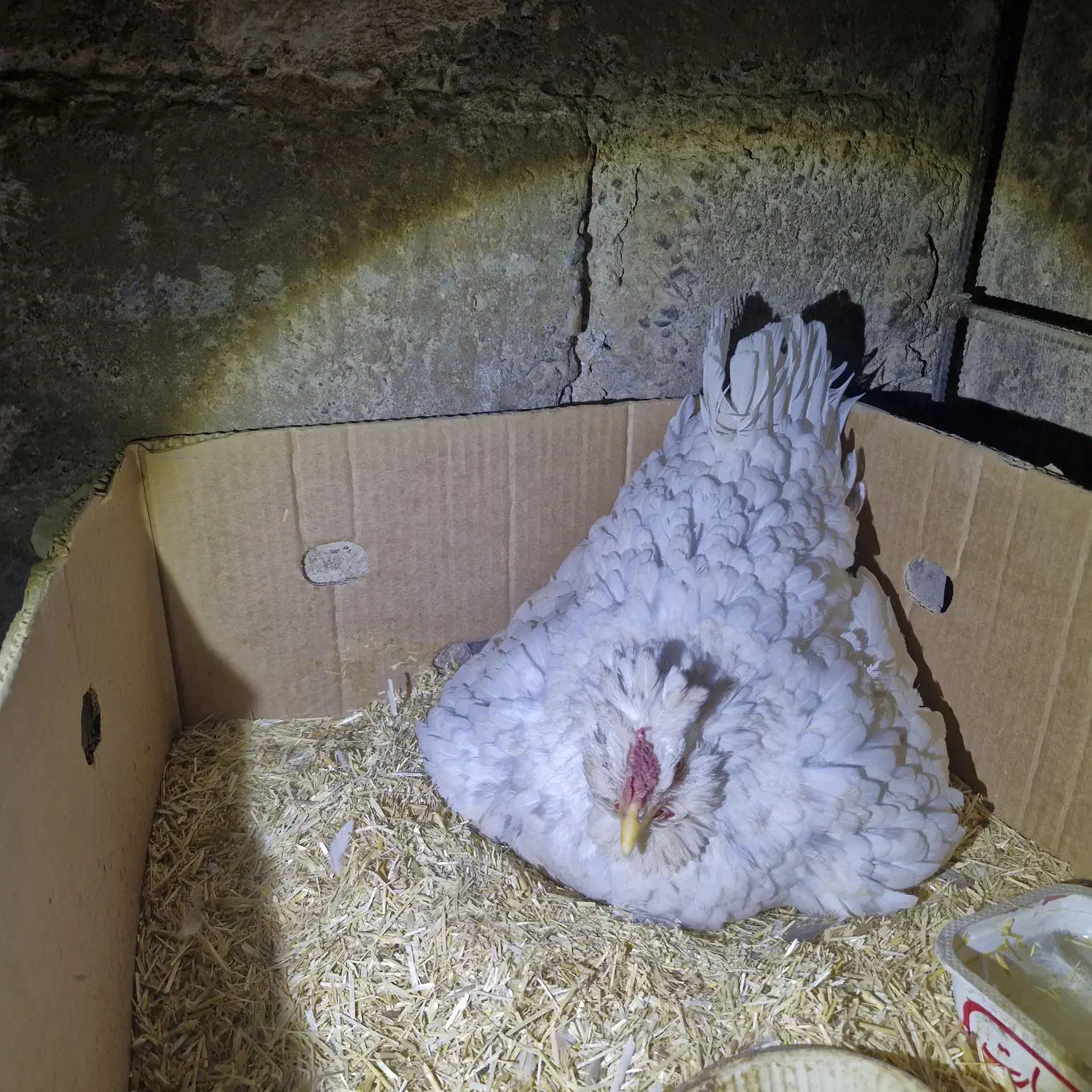 تخم مرغ نطفه داره مرغ گلین|حیوانات مزرعه|سیرجان, |دیوار