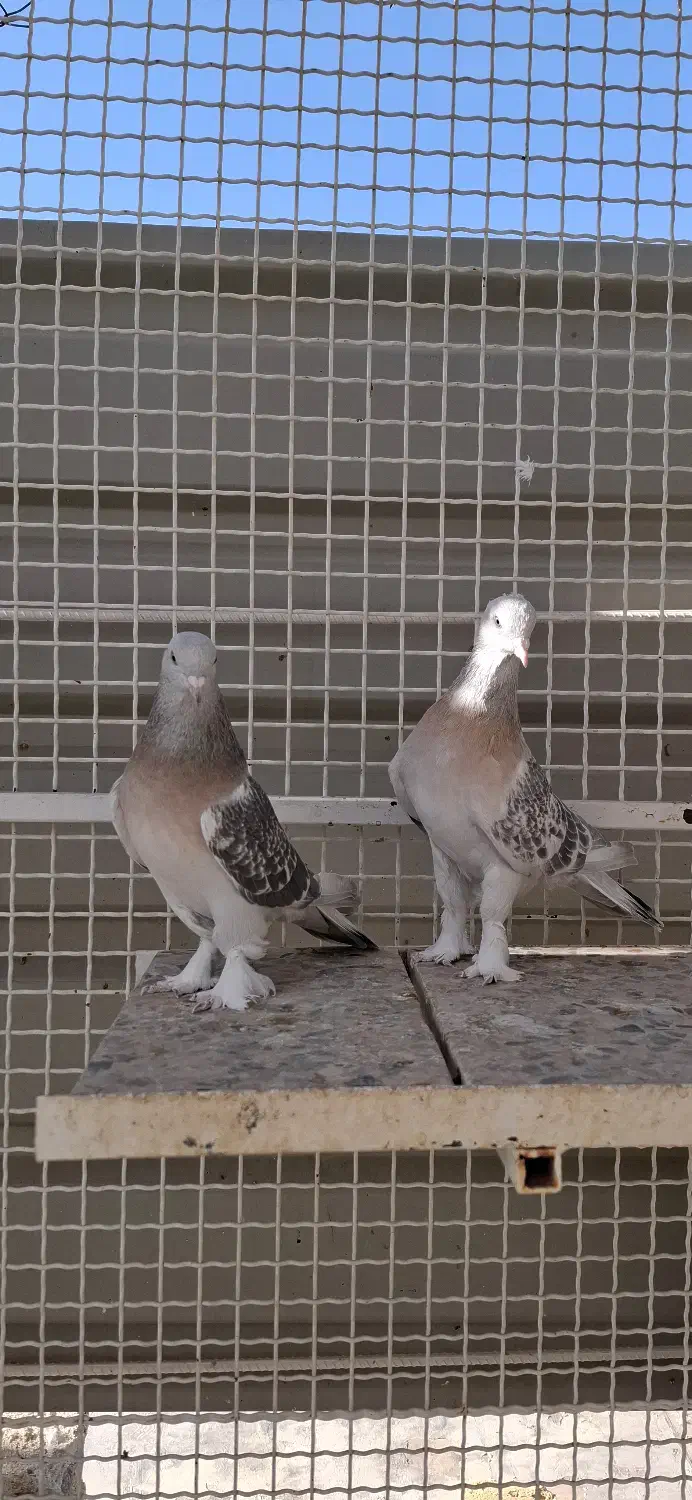 کفتر جفتی|پرنده|شیراز, شهرک گلستان|دیوار