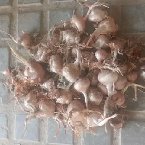 فروش پیاز زعفران درجه یک.ارسال به سراسر کشور|گل و گیاه طبیعی|قزوین, |دیوار