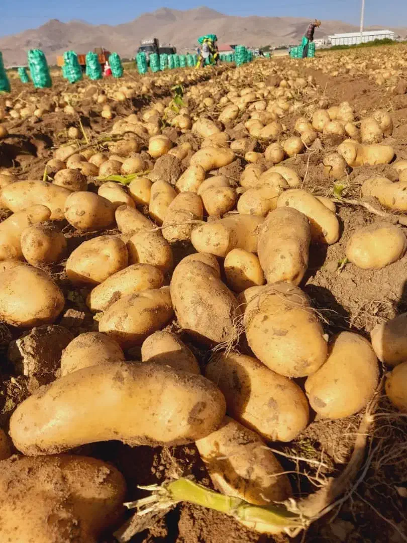 سیب زمینی|خوردنی و آشامیدنی|تهران, سردارجنگل|دیوار