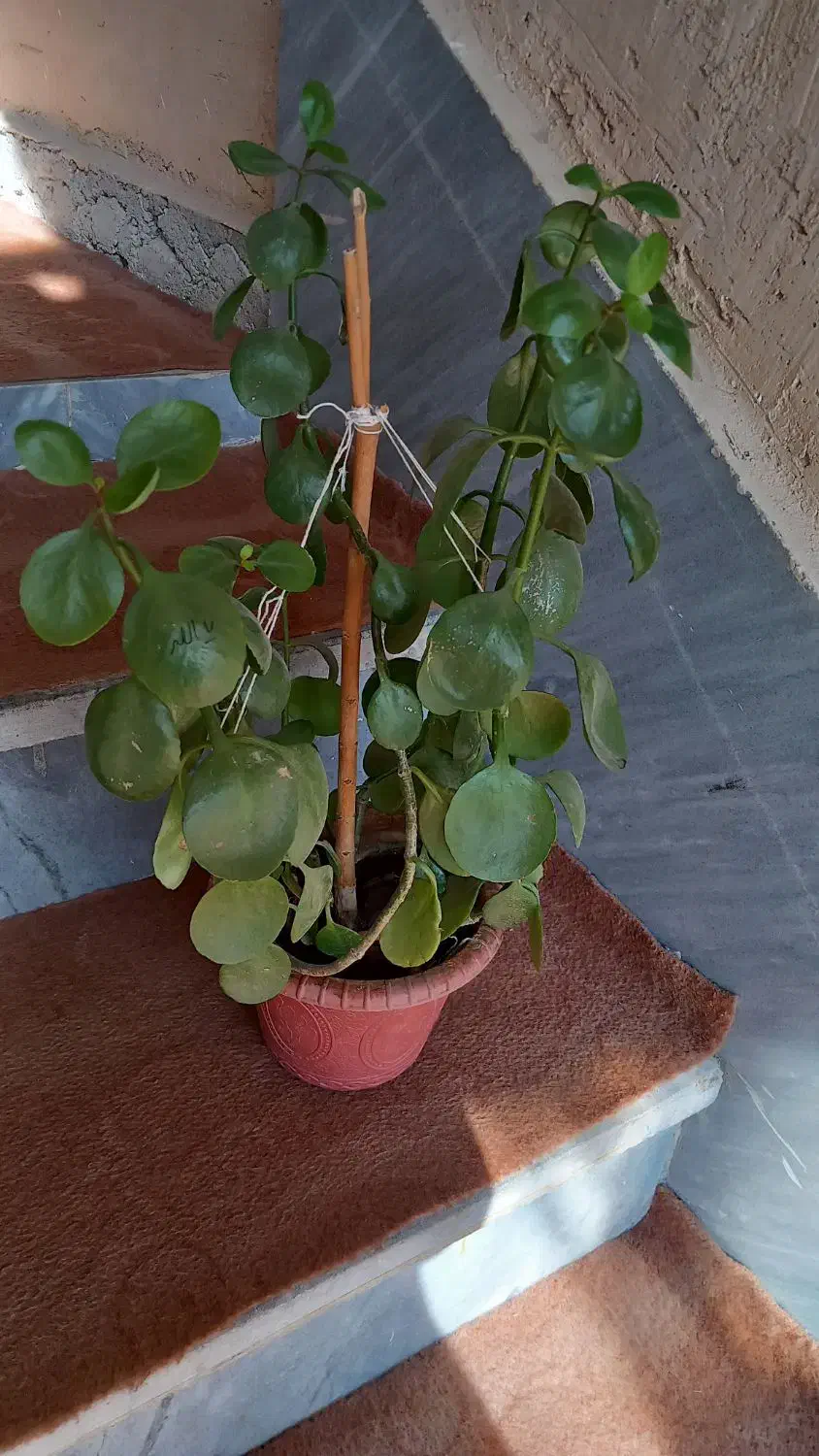 زیبا گل|گل و گیاه طبیعی|اسلامآباد غرب, |دیوار