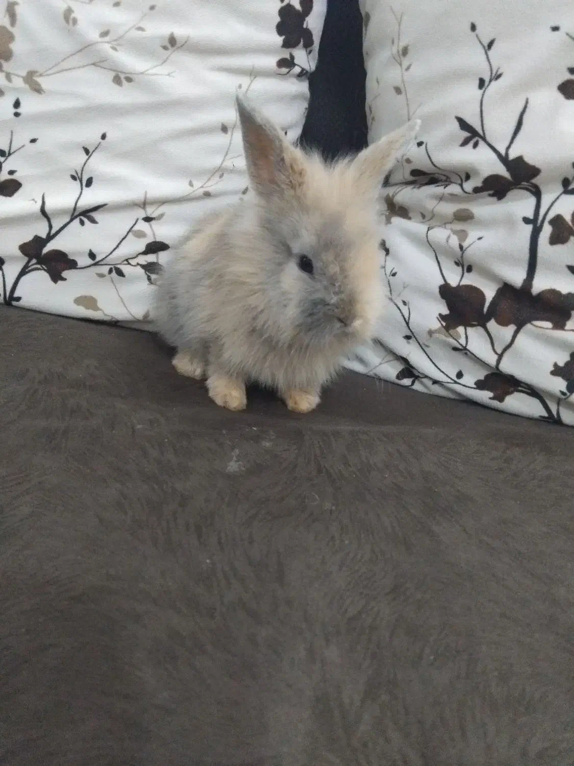 خرگوش لپ|موش و خرگوش|سبزوار, کهنه آب|دیوار