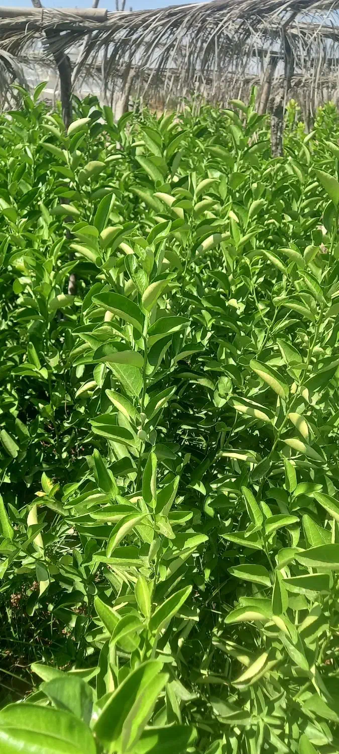 نهالستان باغداران جنوب|خدمات باغبانی و درختکاری|شیراز, حافظیه|دیوار