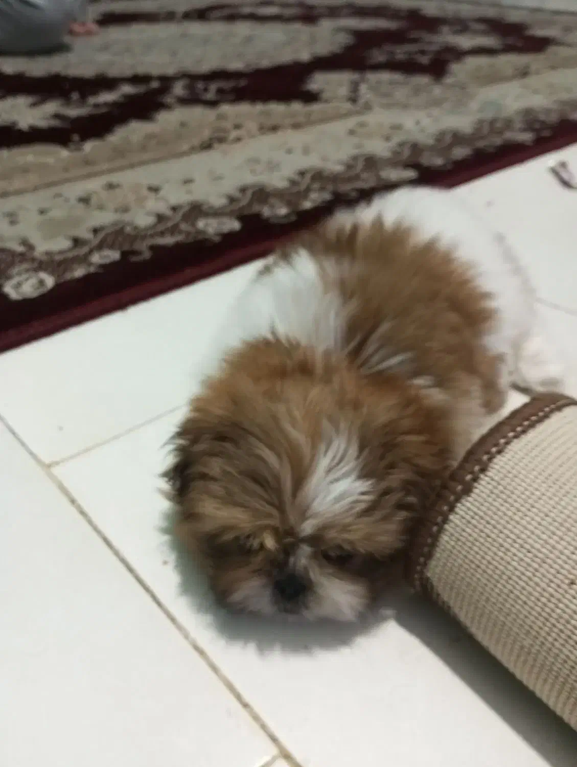 سگ شیتزو ماده|سگ|رشت, نامجو|دیوار