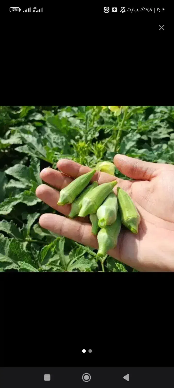 بامیه سبز وتمیزوریزفریزشده|خوردنی و آشامیدنی|اهواز, اسلام آباد غربی|دیوار