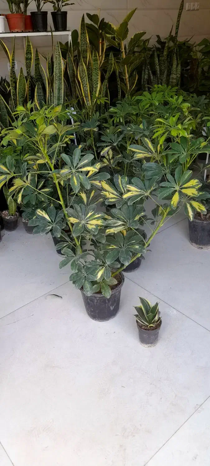 شفلرا دوشاخ سایز درشت|گل و گیاه طبیعی|قم, نیروگاه|دیوار