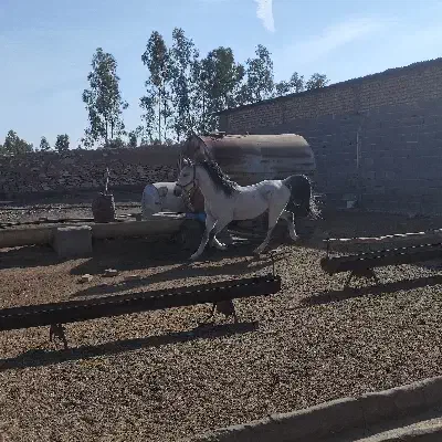 اسب عرب اصیل و شناسنامهدار|اسب و تجهیزات اسبسواری|قم, پردیسان|دیوار