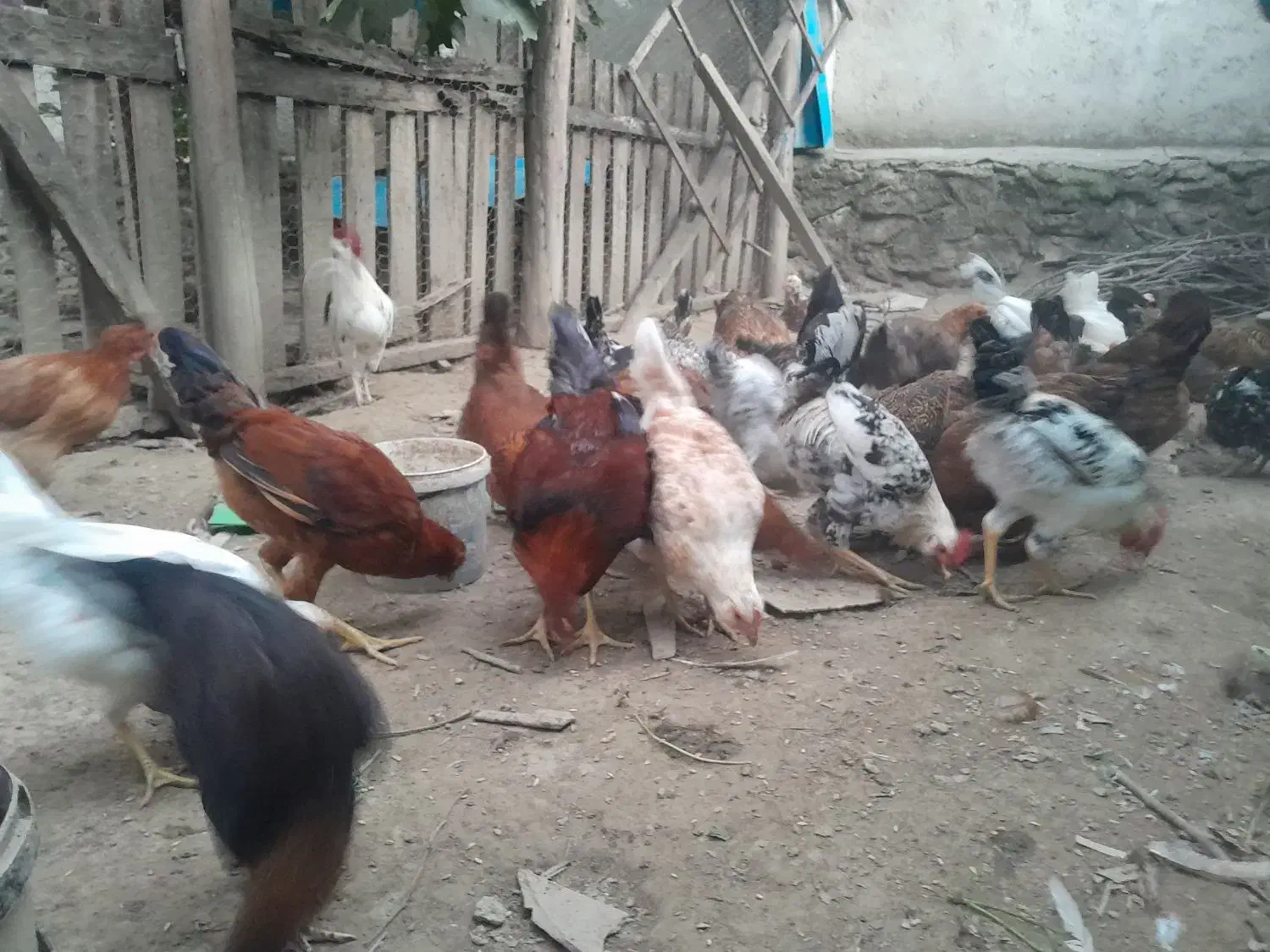 مرغ خروس محلی و گلینی|حیوانات مزرعه|کردکوی, |دیوار