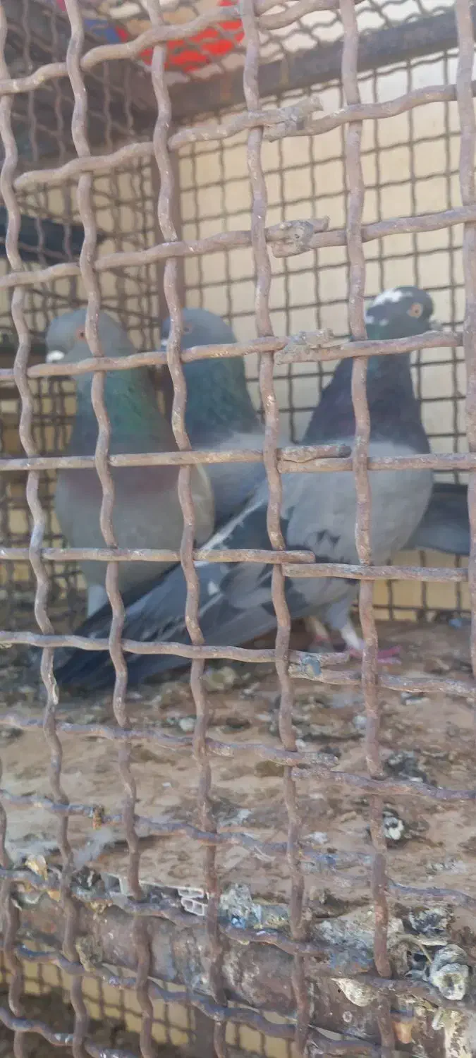 کبوتر صداکن|پرنده|لاران, |دیوار