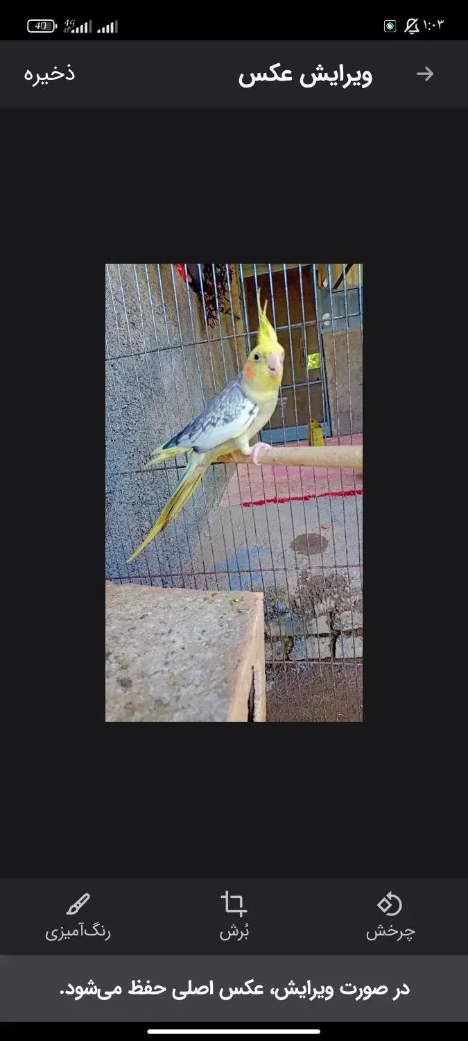 عروس هلندی|پرنده|سنگدوین, |دیوار