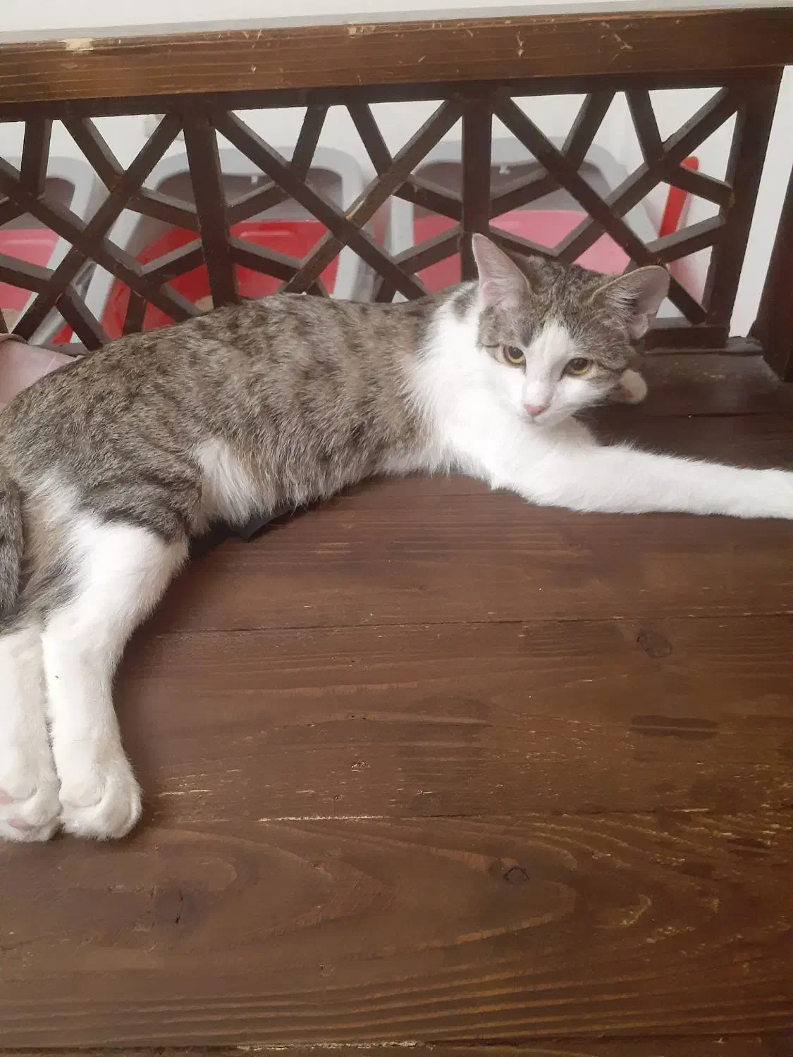 واگذاری گربه|گربه|چهارباغ, |دیوار