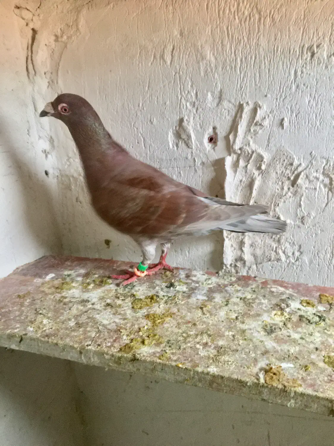 کفتر گوره|حیوانات|بجنورد, |دیوار