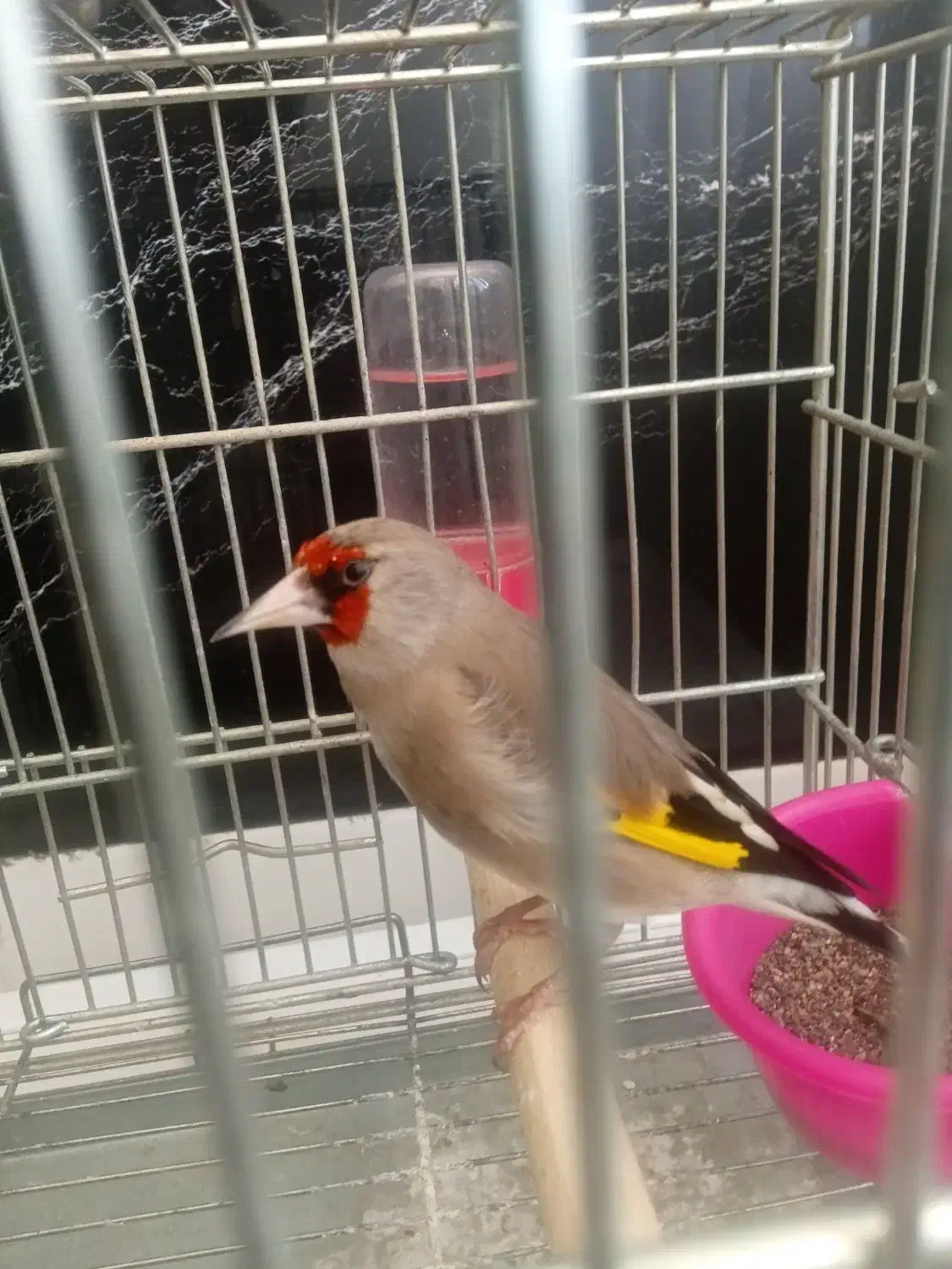 سهره کرمونی دورگ جوجه بهاره|پرنده|مشهد, زیرکن|دیوار