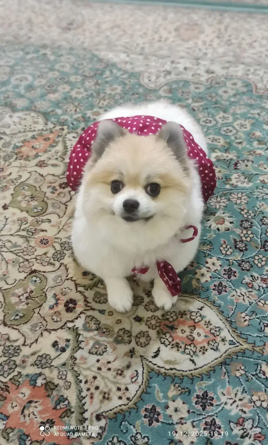 پامرین دو سر خرسی|سگ|تهران, افسریه جنوبی|دیوار