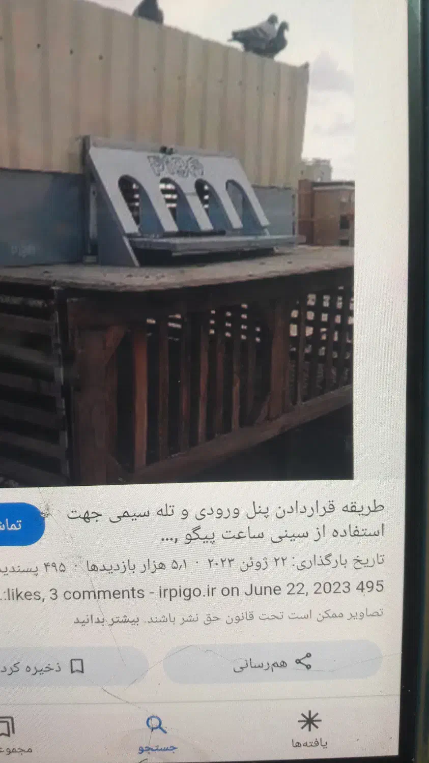 کبوتر پیگو   چهار ورودی|پرنده|سوسنگرد, |دیوار