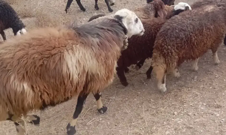 دوعدد قوچ روزگاری|حیوانات مزرعه|داران, |دیوار