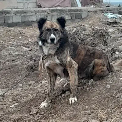 سگ نر|سگ|قم, انصار‌الحسین|دیوار