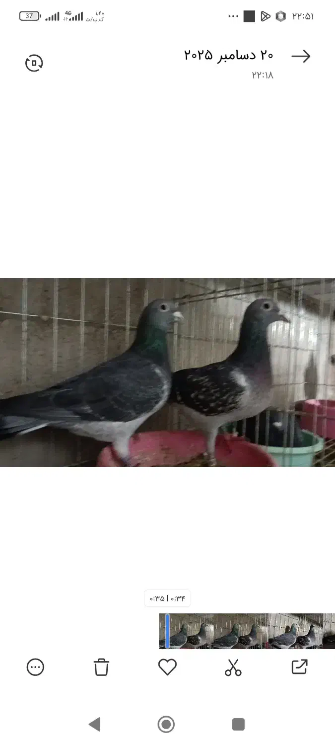 کی کفتر اردن خالص|پرنده|هامون, |دیوار