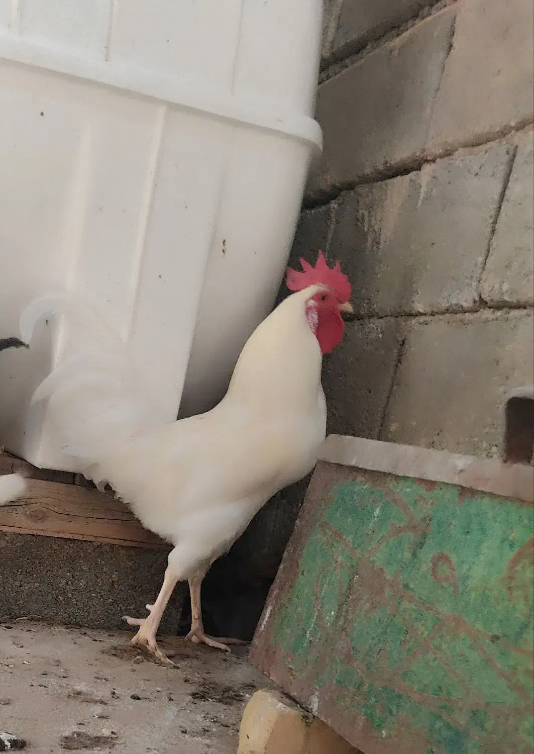 خروس سفید خالص|پرنده|فراشبند, |دیوار