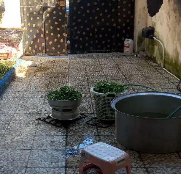 سبزی خورد شده و سرخ شده وغیره|خوردنی و آشامیدنی|رشت, معلولین|دیوار