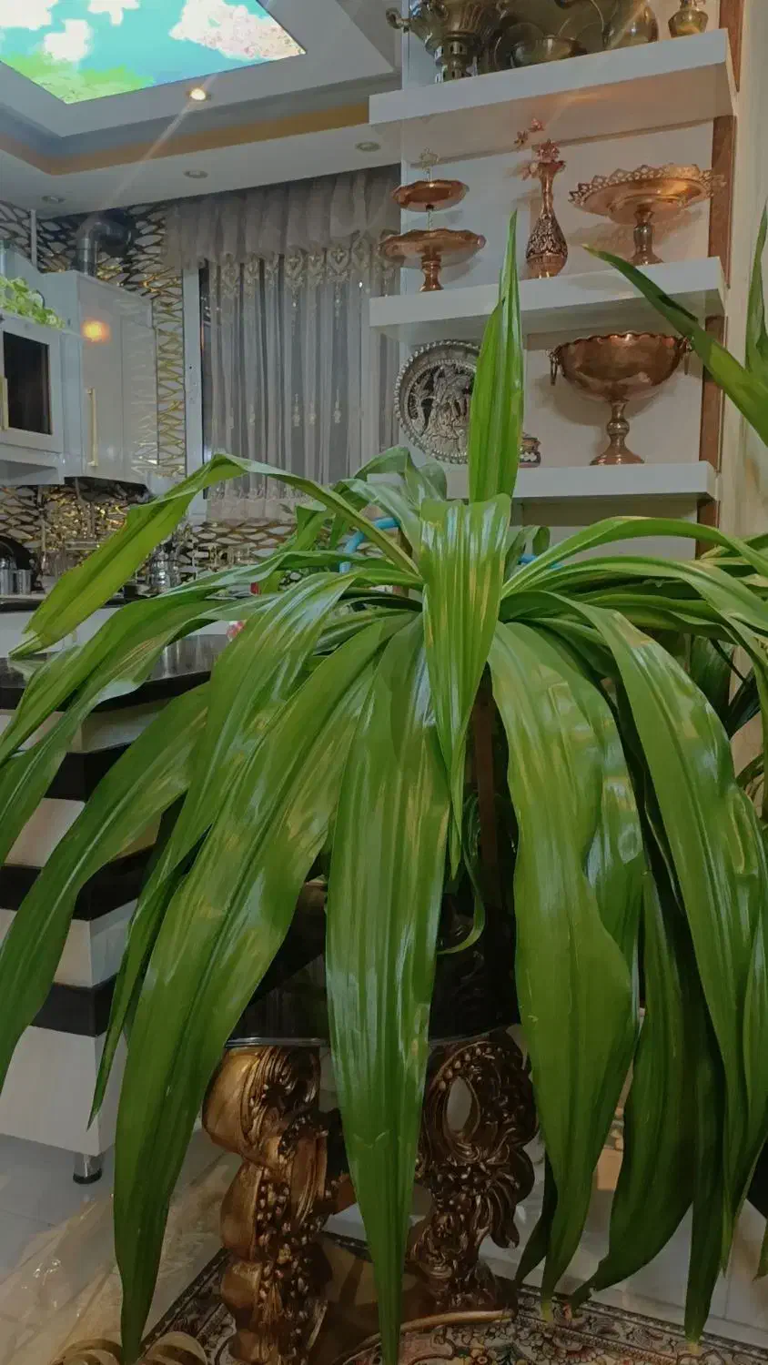 گلهای بزرگ مخصوص سالنها|گل و گیاه طبیعی|اصفهان, برازنده|دیوار