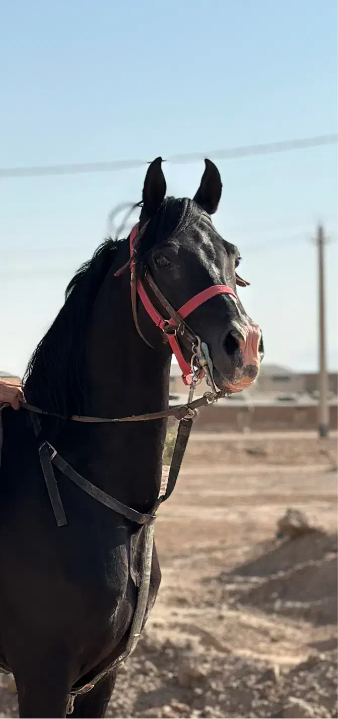 سیلمی دوسر مشکی جهت کشش|اسب و تجهیزات اسب‌سواری|یزد, |دیوار