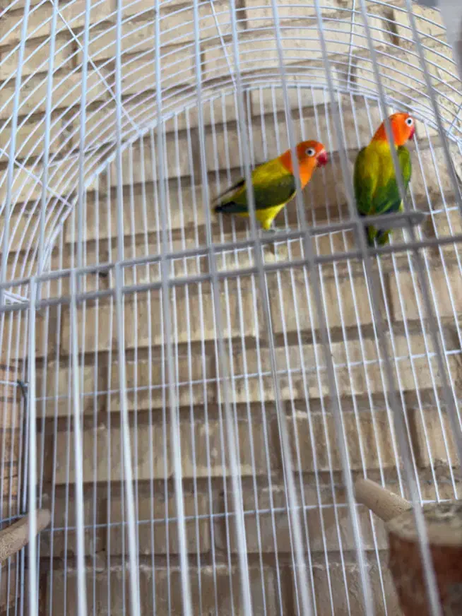 فروش جفت یووینگ گلد|پرنده|جم, |دیوار