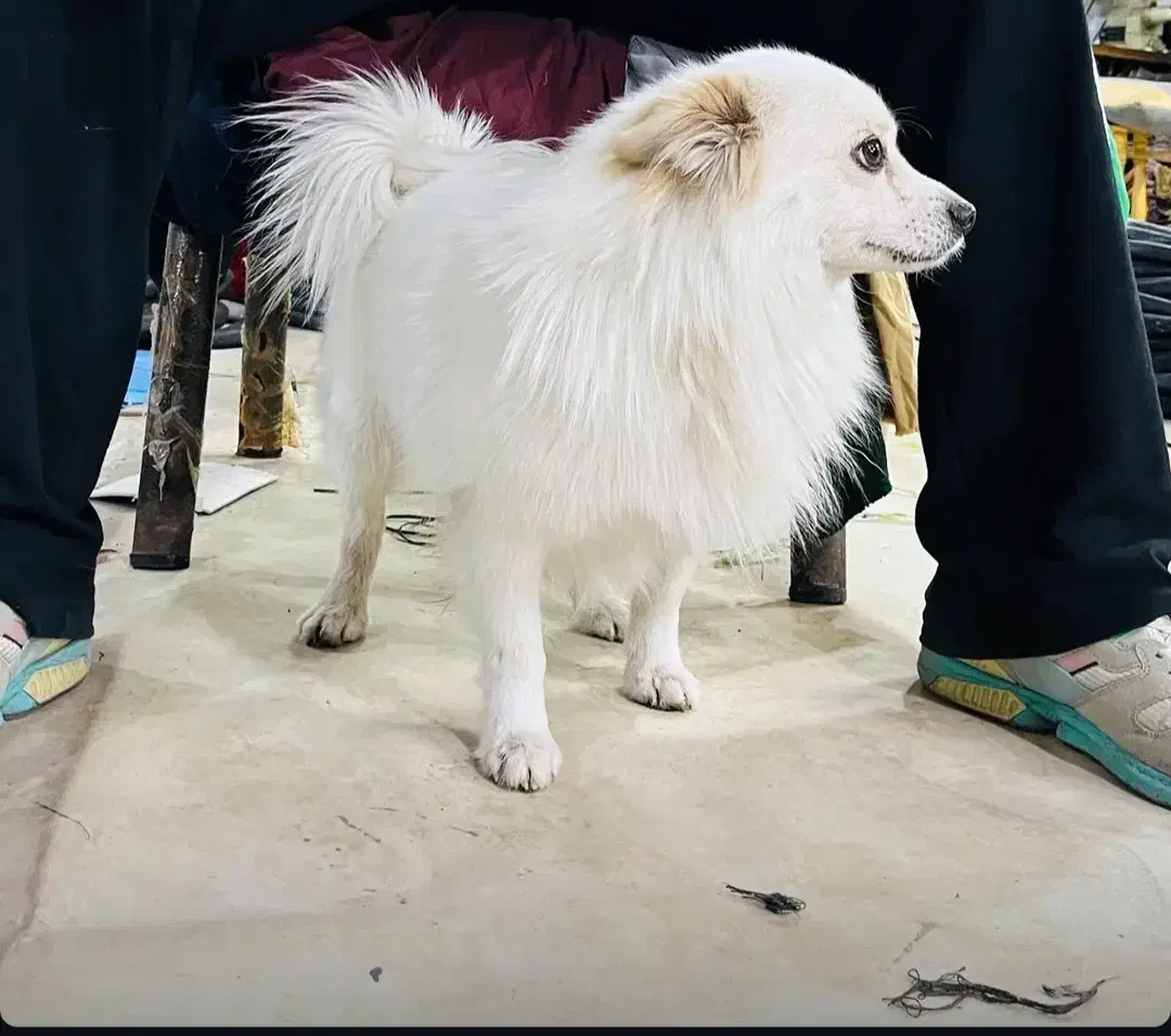 سگ پامر روباهی|سگ|قرچک, مهدیه|دیوار