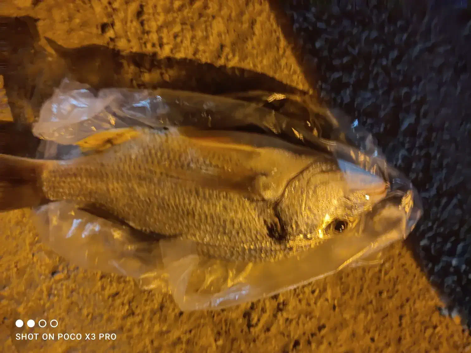 ماهی شانک صید الان|ماهی|بندر دیر, |دیوار