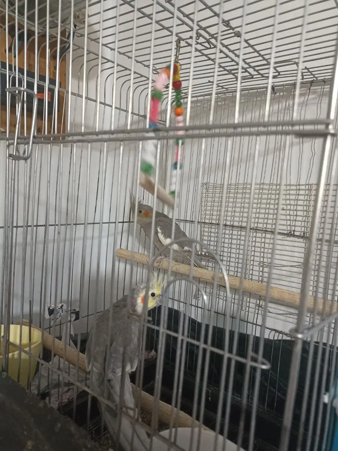 پرنده عروس هلندی|پرنده|بومهن, |دیوار