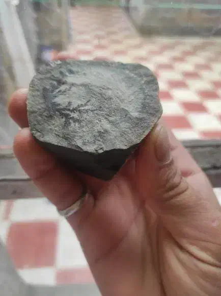 شجر|کلکسیون اشیاء عتیقه|سنندج, |دیوار