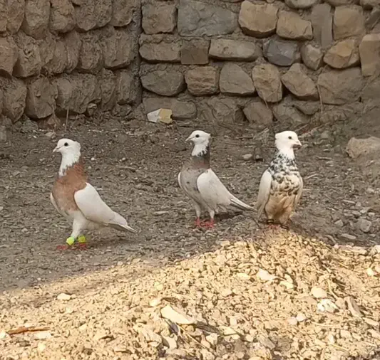 سه عدد طوقی درجه یک|پرنده|آبدانان, |دیوار