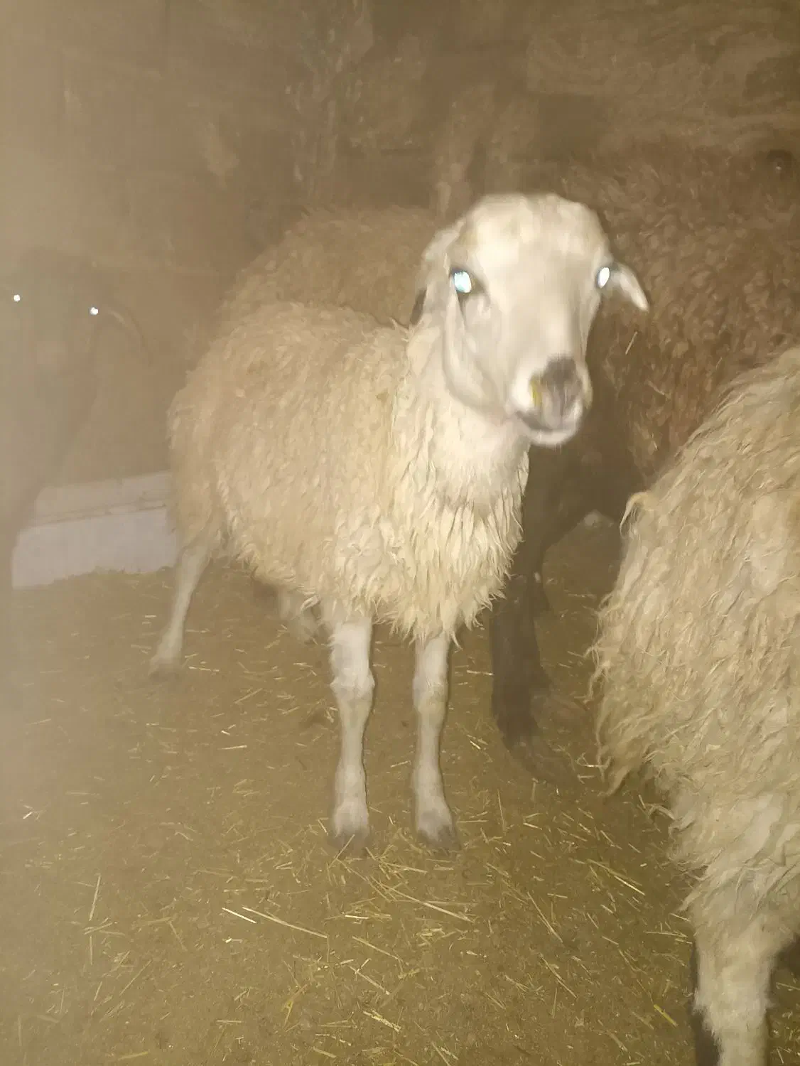 بره|حیوانات مزرعه|نجف‌آباد, گلدشت|دیوار