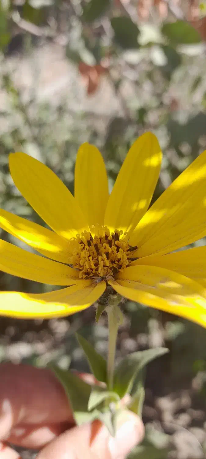 کمک داوطلبانه کنید|فعالیت داوطلبانه|تربت جام, فاز ۲ فرهنگیان|دیوار