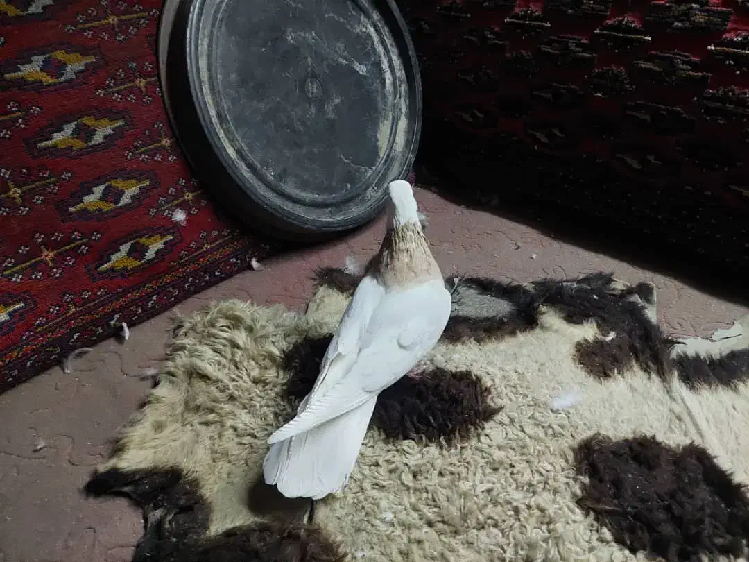 کبوتر طوقی کفتر طوقی ماده|پرنده|تهران, شهرک ولیعصر شمالی|دیوار