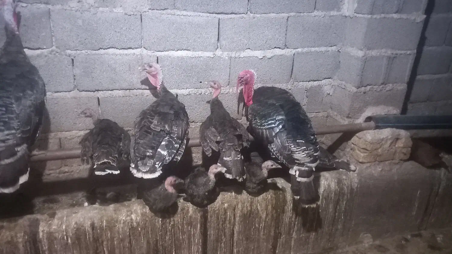 فروش بوقلمون|حیوانات مزرعه|طارم (زنجان), |دیوار