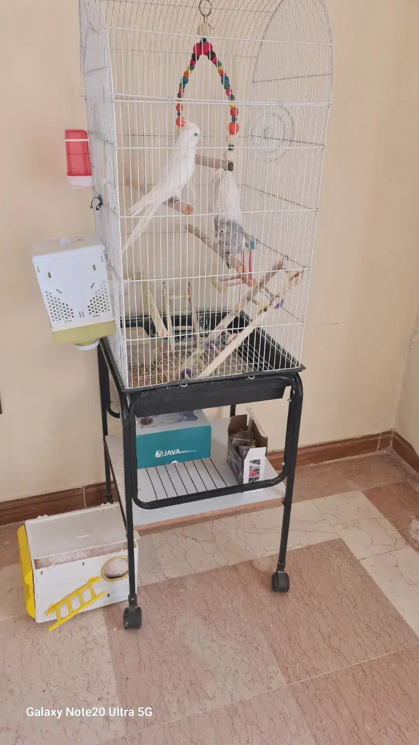 پرنده|پرنده|تهران, حصارک|دیوار