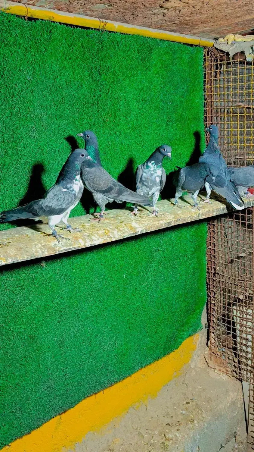 کبوتر پاکستانی چپرا|پرنده|تهران, هلال احمر|دیوار