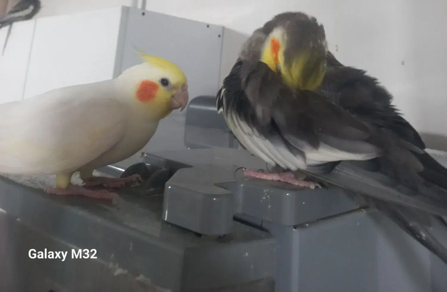 عروس هلندی|پرنده|تهران, خزانه|دیوار