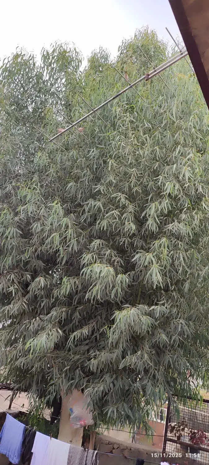 درخت اکالیپتوس فروشی|گل و گیاه طبیعی|هندمینی, |دیوار