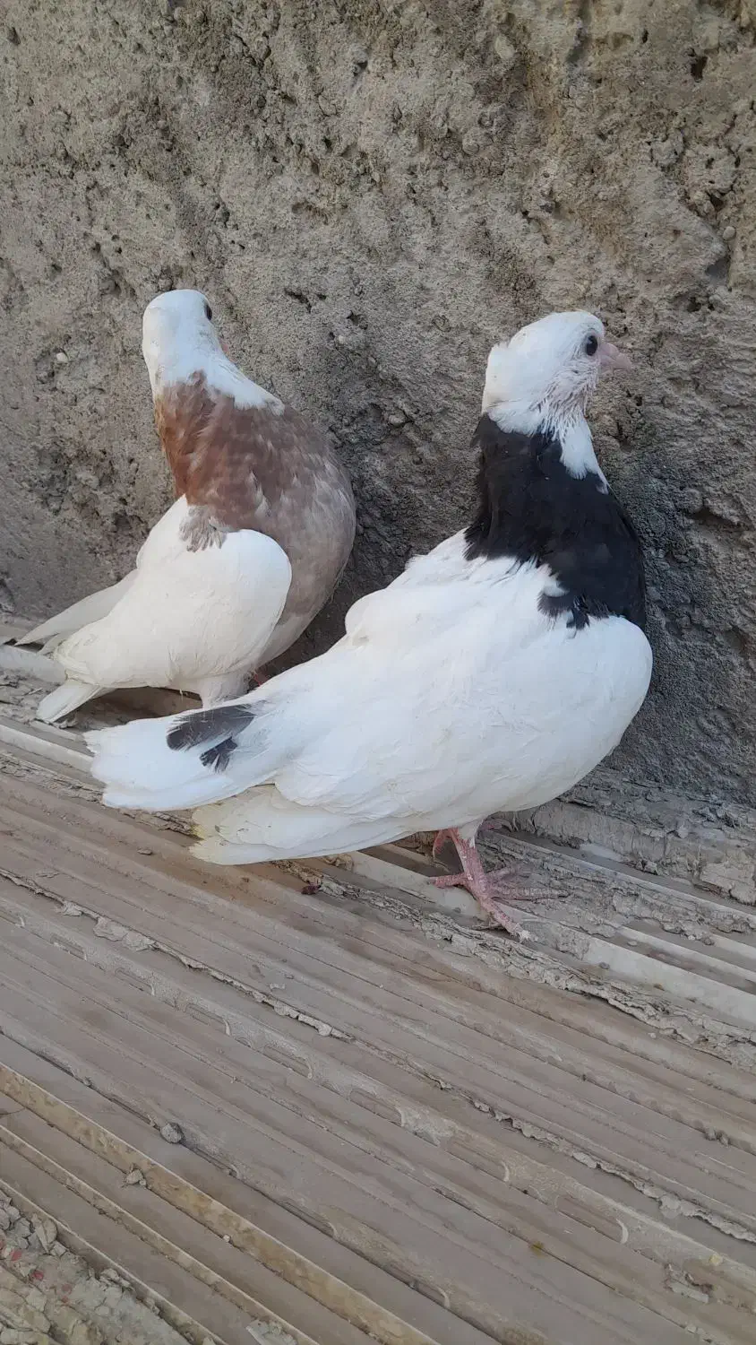 جوجه طوقی|پرنده|ساوه, |دیوار