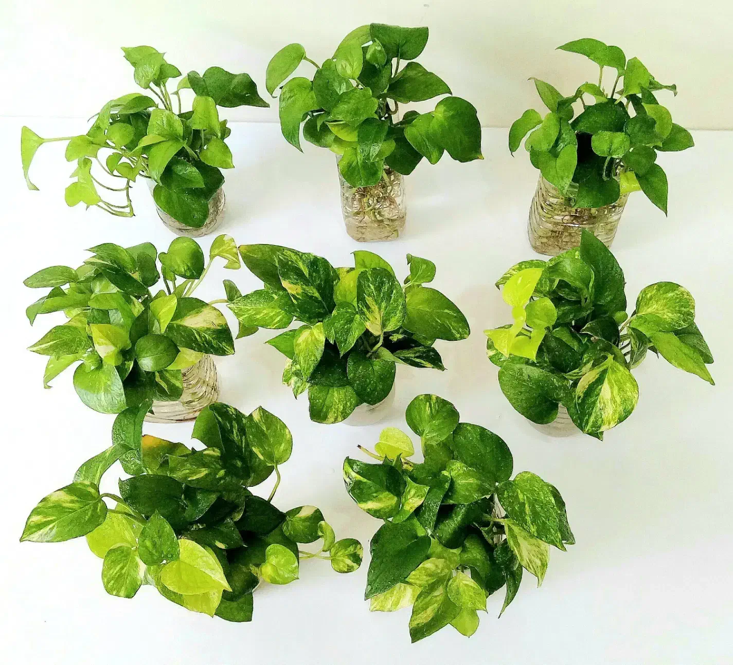 قلمه گل پتوس ابلق، ارتشی، قاشقی، کاکتوس، زیپلین|گل و گیاه طبیعی|تهران, صادقیه|دیوار