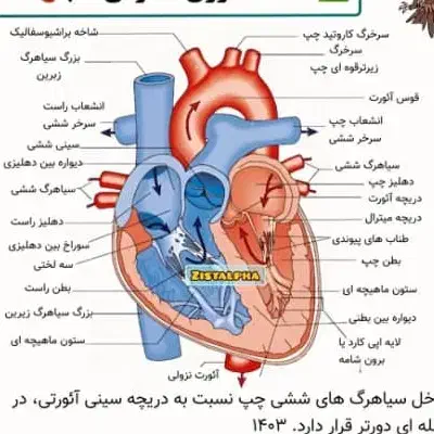تدریس حرفه ای یازدهم و دوازدهم تجربی|خدمات آموزشی|شیراز, شهرک مدرس|دیوار