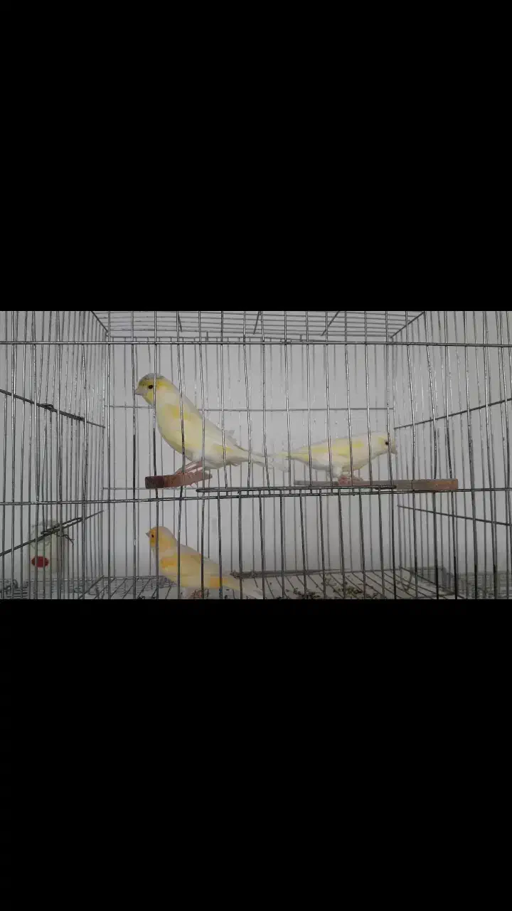 نر فروشی|پرنده|قم, تولید دارو و یخچال|دیوار