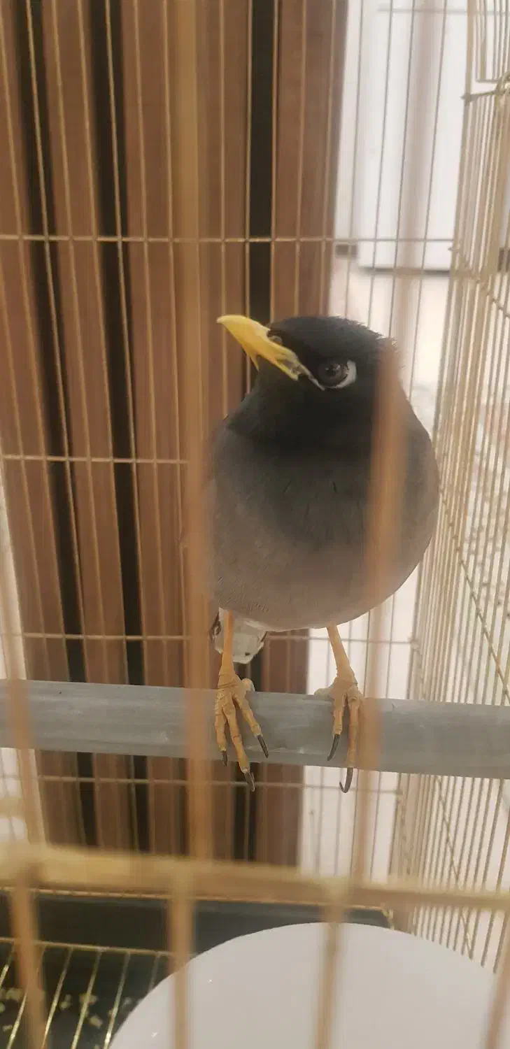 مینا سخنگو|پرنده|قم, باجک سه|دیوار