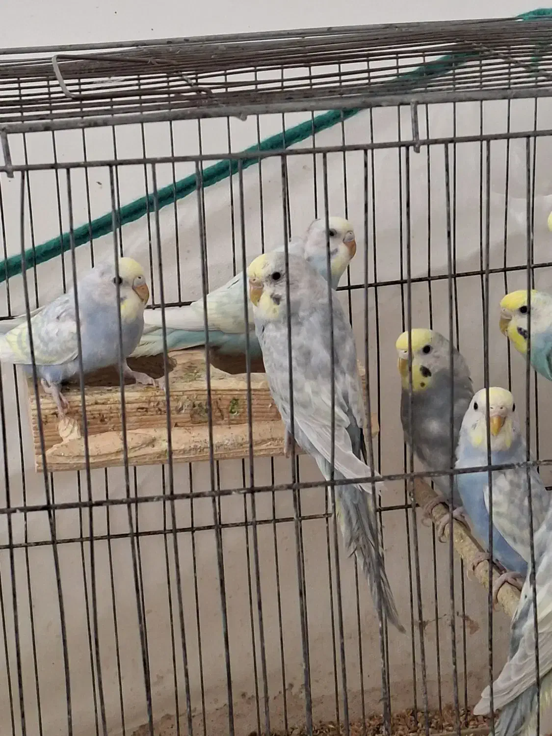 مرغ عشق رینبو|پرنده|گنبد کاووس, |دیوار